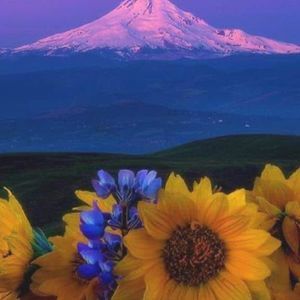 Meet your Posher, Paula